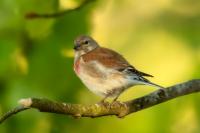 Carduelis cannabina