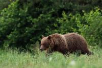 Brown bear