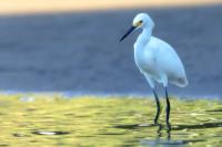 Egretta thula