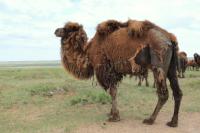 Bactrian camel