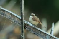 Saxicola ferreus