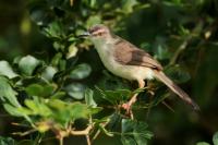 Prinia hodgsonii