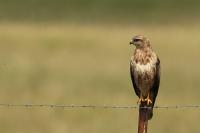 Buteo buteo vulpinus 