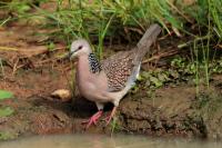 Streptopelia chinensis