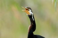 Anhinga novaehollandiae