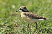 Charadrius pecuarius