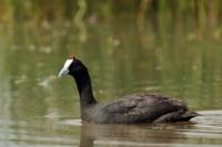 Fulica cristata