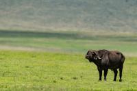 African buffalo