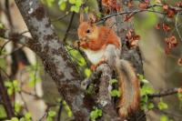 Red squirrel