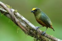 Euphonia gouldi