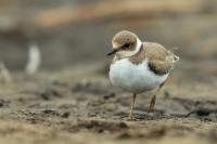 Charadrius dubius