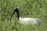 Threskiornis melanocephalus