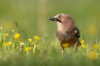 Garrulus glandarius