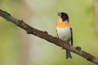 Fringilla montifringilla