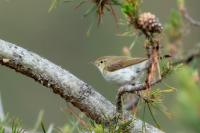 Phylloscopus bonelli