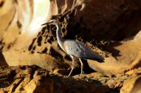 Egretta novaehollandiae