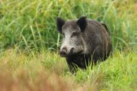 Wild boar