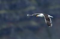 Larus marinus