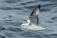 Antartica fauna