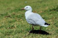 Larus novaehollandie