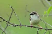 Prinia inornata