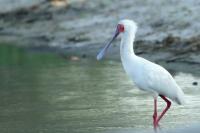 Platalea alba