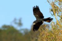 Calyptorhynchus banksii