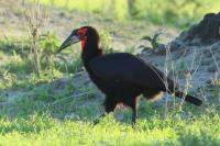 Bucorvus leadbeateri 