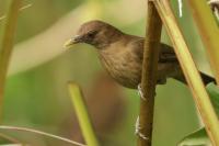 Turdus grayi