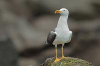 Larus fuscus