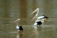 Pelecanus conspicillatus