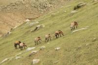 Przewalski's  Horse