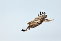 Buteo hemilasius