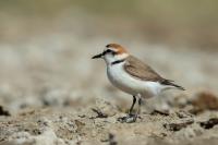 Charadrius alexandrinus