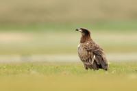 Haliaeetus leucoryphus 