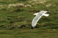 Larus vegae mongolicus