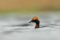 Podiceps auritus