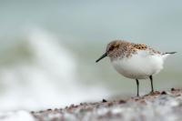 Calidris minuta