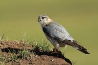 Falco columbarius