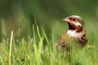 Emberiza leucocephalos