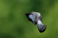 Columba oenas