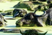 Wild water buffalo