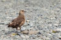 Stercorarius skua