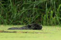 Eurasian beaver