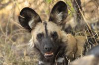 African wild dog