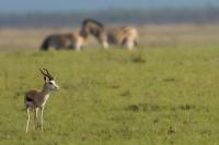 Springbok