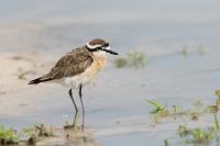 Charadrius pecuarius