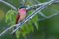 Merops nubicoides