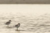 Charadrius pallidus