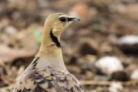 Pterocles gutturalis